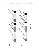 Cell Display Of Antibody Libraries diagram and image