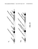 Cell Display Of Antibody Libraries diagram and image