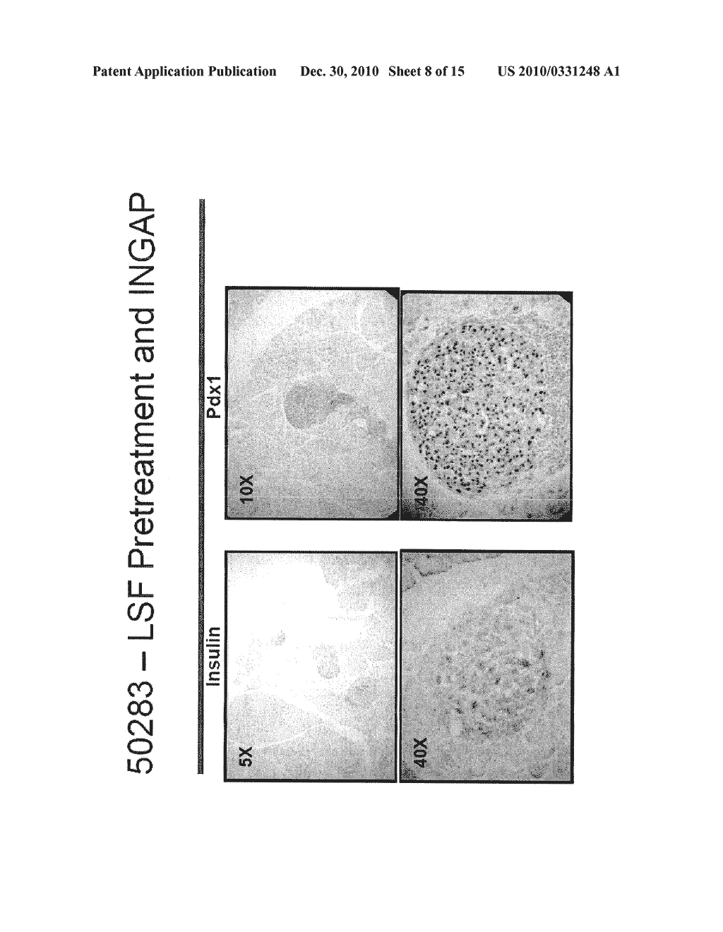 COMPOSITIONS AND METHODS FOR TREATING DIABETES USING LISOFYLLINE AND ISLET NEOGENESIS ASSOCIATED PEPTIDE - diagram, schematic, and image 09