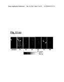 SELF-ASSEMBLING COMPLEX FOR TARGETING CHEMICAL AGENTS TO CELLS diagram and image