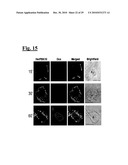 SELF-ASSEMBLING COMPLEX FOR TARGETING CHEMICAL AGENTS TO CELLS diagram and image