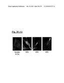 SELF-ASSEMBLING COMPLEX FOR TARGETING CHEMICAL AGENTS TO CELLS diagram and image