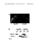 Heterologous Protein Production Using The Twin Arginine Translocation Pathway diagram and image