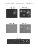 PROBES FOR ANIONIC CELL SURFACE DETECTION diagram and image