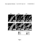 METHOD OF MODIFIED FACIES PROPORTIONS UPON HISTORY MATCHING OF A GEOLOGICAL MODEL diagram and image