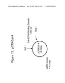 TRANSGENIC PROTEINS FROM MULTI-GENE SYSTEMS, METHODS, COMPOSITIONS, USES AND THE LIKE RELATING THERETO diagram and image