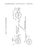 TRANSGENIC PROTEINS FROM MULTI-GENE SYSTEMS, METHODS, COMPOSITIONS, USES AND THE LIKE RELATING THERETO diagram and image