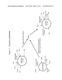 TRANSGENIC PROTEINS FROM MULTI-GENE SYSTEMS, METHODS, COMPOSITIONS, USES AND THE LIKE RELATING THERETO diagram and image