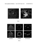 CLOSTEROVIRUS VECTORS AND METHODS diagram and image