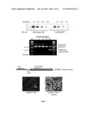 CLOSTEROVIRUS VECTORS AND METHODS diagram and image