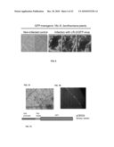 CLOSTEROVIRUS VECTORS AND METHODS diagram and image