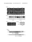 CLOSTEROVIRUS VECTORS AND METHODS diagram and image