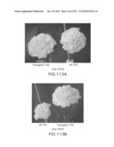 Cottonwood Growth eIF-5A diagram and image