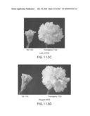 Cottonwood Growth eIF-5A diagram and image