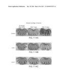 Cottonwood Growth eIF-5A diagram and image