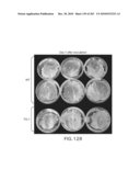 Cottonwood Growth eIF-5A diagram and image