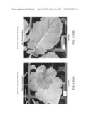 Cottonwood Growth eIF-5A diagram and image