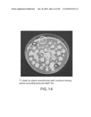 Cottonwood Growth eIF-5A diagram and image