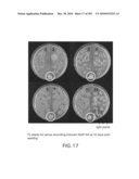 Cottonwood Growth eIF-5A diagram and image