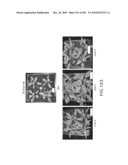 Cottonwood Growth eIF-5A diagram and image