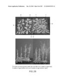 Cottonwood Growth eIF-5A diagram and image