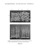 Cottonwood Growth eIF-5A diagram and image