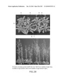 Cottonwood Growth eIF-5A diagram and image