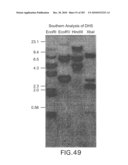 Cottonwood Growth eIF-5A diagram and image