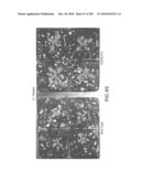 Cottonwood Growth eIF-5A diagram and image