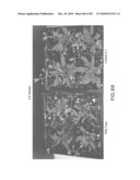 Cottonwood Growth eIF-5A diagram and image