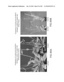 Cottonwood Growth eIF-5A diagram and image