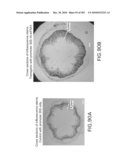 Cottonwood Growth eIF-5A diagram and image