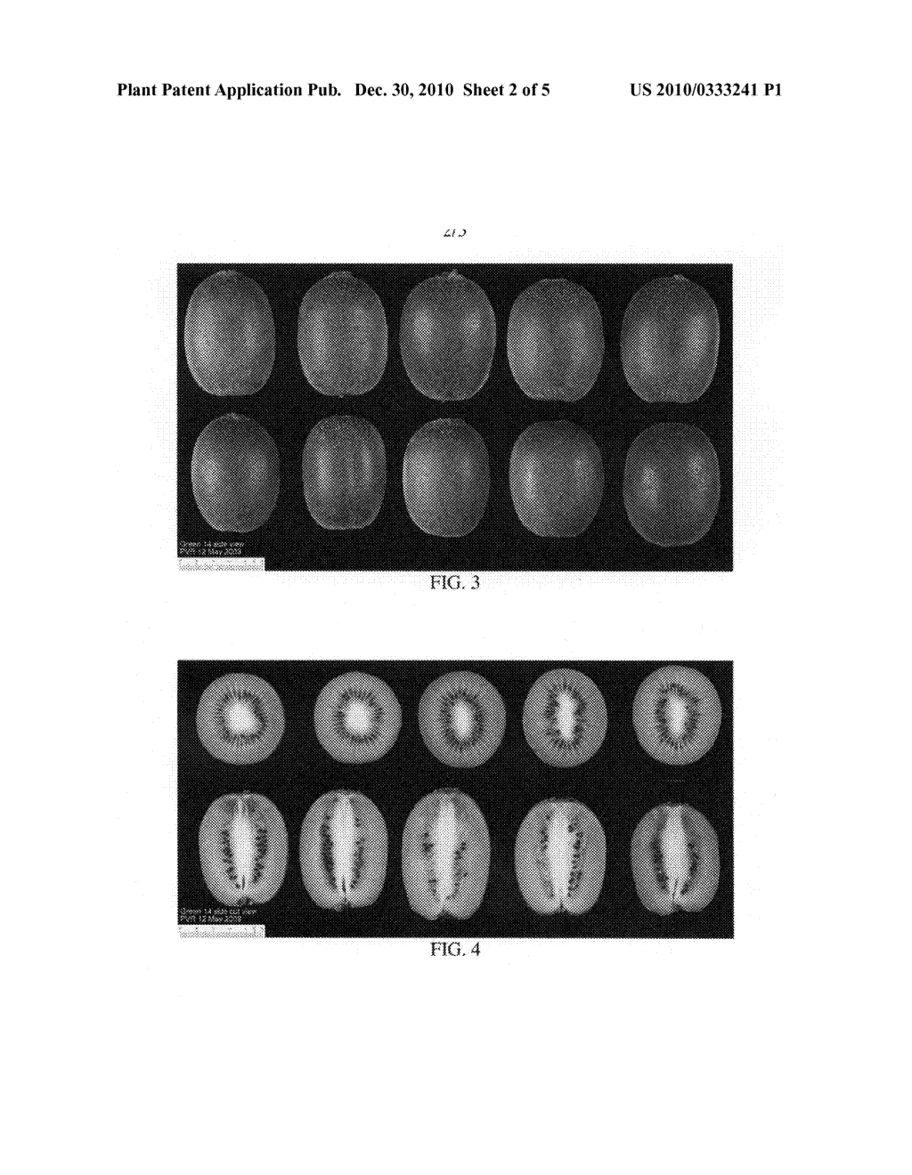 Kiwifruit variety named 'ZESH004' - diagram, schematic, and image 05