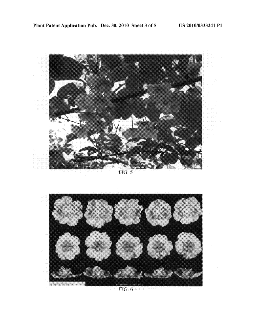 Kiwifruit variety named 'ZESH004' - diagram, schematic, and image 06