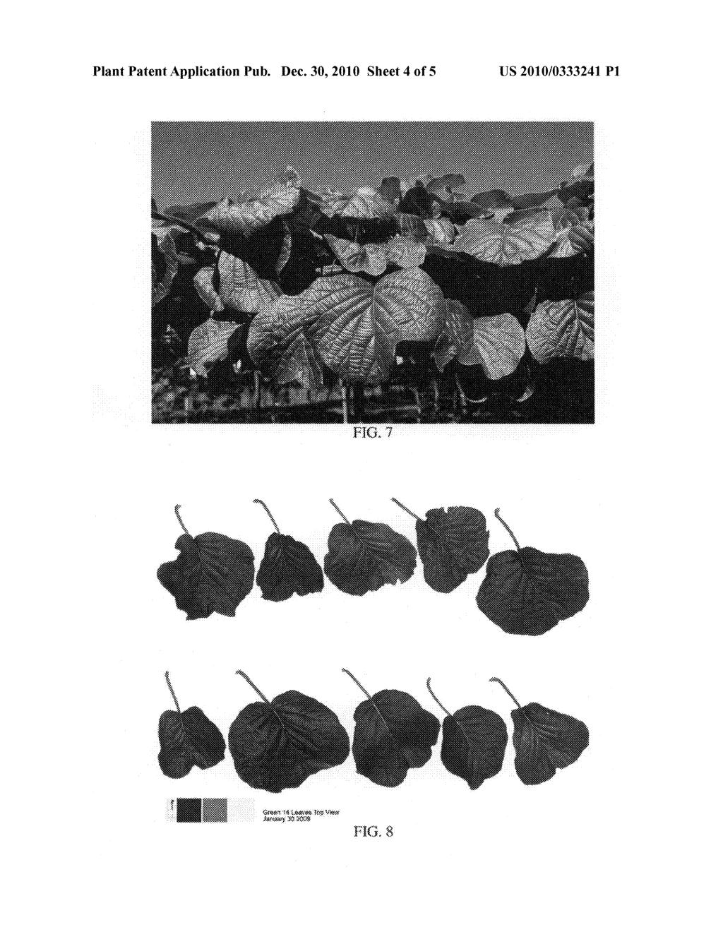 Kiwifruit variety named 'ZESH004' - diagram, schematic, and image 07