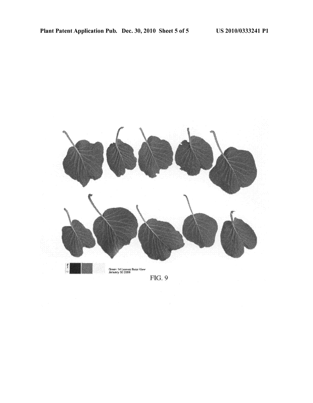 Kiwifruit variety named 'ZESH004' - diagram, schematic, and image 08