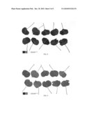 Kiwifruit variety named  ZESY003  diagram and image