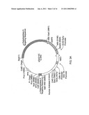 TREATMENT OF A-GALACTOSIDASE A DEFICIENCY diagram and image