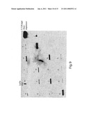 POLY-N-ACETYL GLUCOSAMINE (PNAG/dPNAG)-BINDING PEPTIDES AND METHODS OF USE THEREOF diagram and image