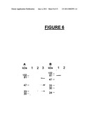 Modified Leukotoxin Gene and Protein diagram and image