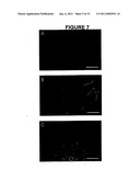 Modified Leukotoxin Gene and Protein diagram and image