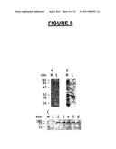 Modified Leukotoxin Gene and Protein diagram and image