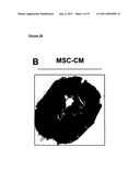 MESENCHYMAL STEM CELL PARTICLES diagram and image