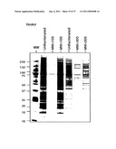 MESENCHYMAL STEM CELL PARTICLES diagram and image