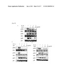 COMPOSITION FOR PREVENTING AND TREATING ARTHRITIC DISEASES diagram and image