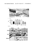 COMPOSITION FOR PREVENTING AND TREATING ARTHRITIC DISEASES diagram and image