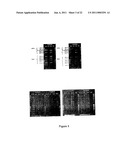 METHOD FOR STUDYING V(D)J COMBINATORY DIVERSITY diagram and image