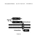 LINKED PEPTIDE FLUOROGENIC BIOSENSORS diagram and image