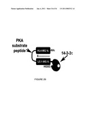 LINKED PEPTIDE FLUOROGENIC BIOSENSORS diagram and image