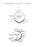 METHOD FOR PRODUCING A CELL CAPABLE OF HIGH-YIELD PRODUCTION OF HETEROPROTEINS diagram and image